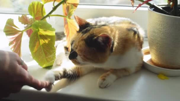 Divertido gato multicolor tendido en la ventana y jugando con una mano femenina. Gatito soñoliento cerca de la flor. Clima soleado
. - Metraje, vídeo