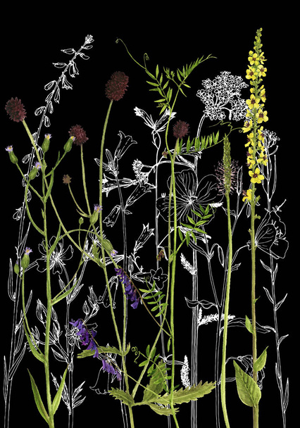 Background with drawing herbs and flowers - Foto, immagini