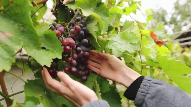 Manos de mujer recogiendo racimo de uvas cosechadas por ella misma en un viñedo de uvas rojas. Concepto ecológico de alimentos hechos a mano
. - Metraje, vídeo