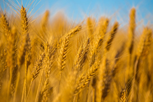 Closeup zlaté pšenice uši na pozadí modré oblohy - Fotografie, Obrázek