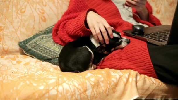 Pets and love for animals. Woman at home in office room chatting and caresses a sleeping chihuahua or toy terrier. Small dog sleeps, thrusting his nose into the mistresss jacket. - Footage, Video