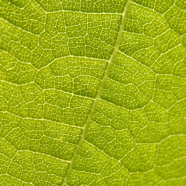 Green grape vine leaf macro - Fotó, kép