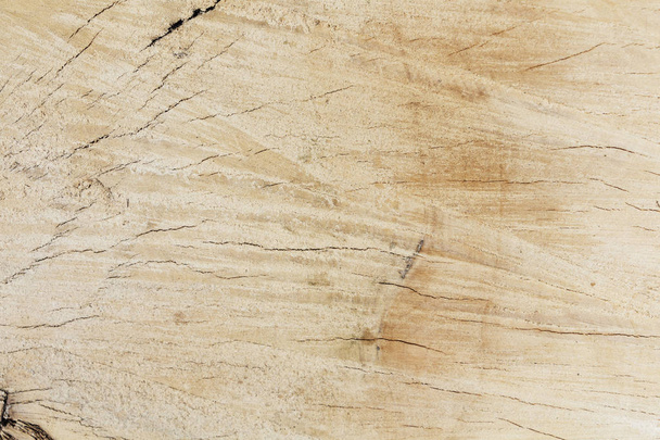 Bir ağaç gövdesi bir kesit Close-Up - Fotoğraf, Görsel