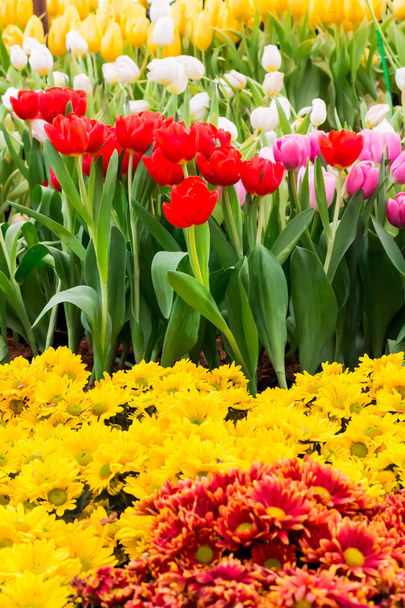 Colorful tulips and flowers blooming in cozy garden. - Fotografie, Obrázek