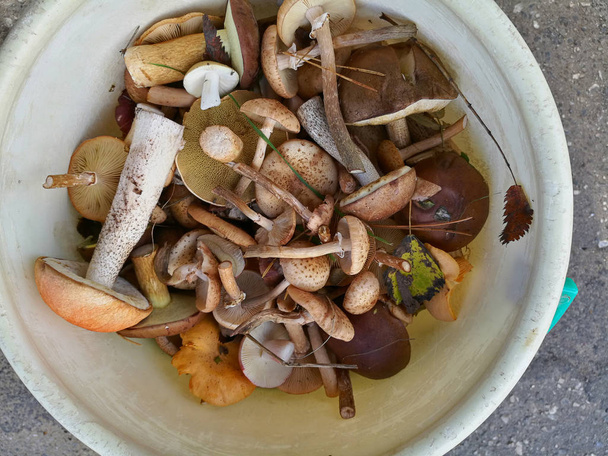 jadalne grzyby w koszyku w lesie - Zdjęcie, obraz