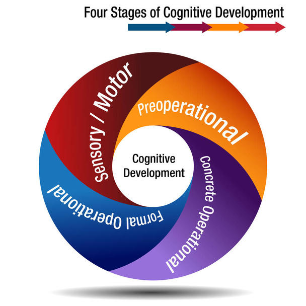 Cuatro etapas del desarrollo cognitivo
 - Vector, imagen