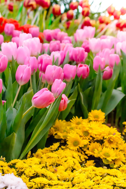 Kolorowe tulipany i kwiaty kwitnące w przytulnym ogrodzie. - Zdjęcie, obraz
