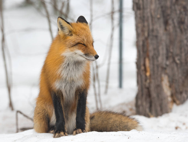 Red Fox - Vulpes vulpes, healthy specimen in his habitat in the woods, relaxes, sits down and seems to pose for the camera. - Фото, изображение