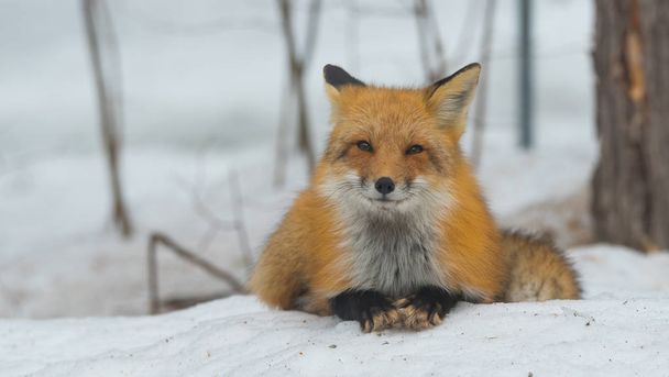 Red Fox - (Vulpes vulpes), calmly lays down on a small snow covered patch in the woods and relaxes. - Photo, Image