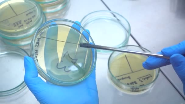 Seminare batteri su una capsula di Petri usando un ciclo microbiologico. Esperimento con batteri su una capsula di Petri
. - Filmati, video