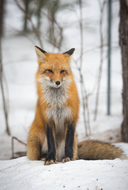 Red Fox - Vulpes vulpes, healthy specimen in his habitat in the woods, relaxes, sits down and seems to pose for the camera. - Foto, imagen