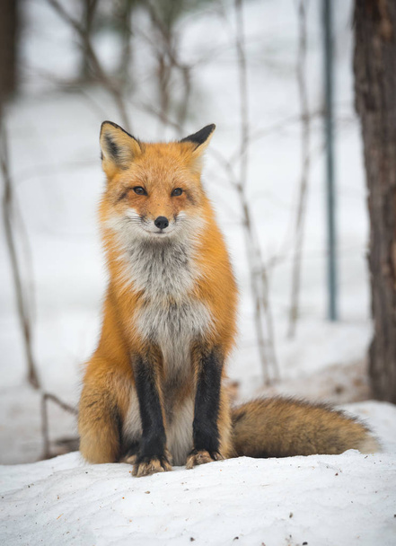 Red Fox - Vulpes vulpes, zdrowy okaz w jego siedliska w lesie, relaksuje, siada i wydaje się stanowić dla aparatu. - Zdjęcie, obraz