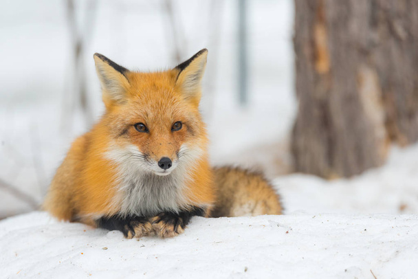 Лисиця руда - лисиця лисиця, здоровий specimenin його Хабітат в лісі, розслаблює, закладає і здається позувати для камери. - Фото, зображення