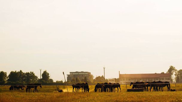 Muchos caballos con buen tiempo pastan en el prado contra la espalda
 - Foto, Imagen