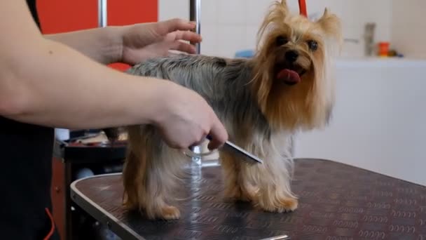 ammatillinen aliarvostus koira Yorkshire Terrier vuonna hoitotuotteita salonki. - Materiaali, video