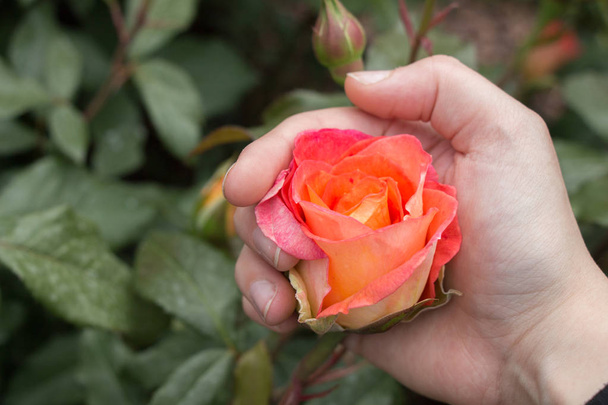 Hand holding a  colorful Rose Flower - Foto, imagen