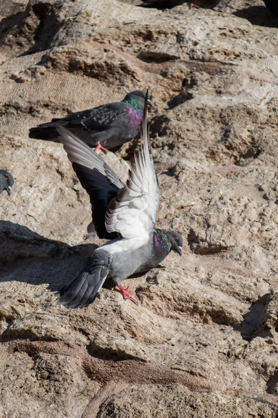 Las palomas están sentadas sobre un fondo rocoso - Foto, imagen