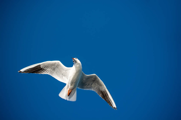 Einzelne Möwen fliegen im blauen Himmel als Hintergrund - Foto, Bild