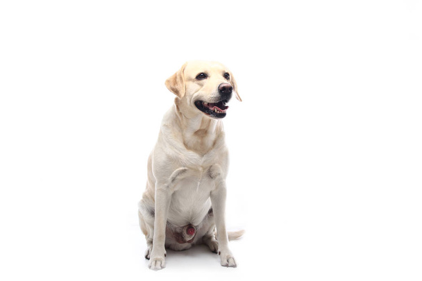 Beautiful happy dog in front of a white background - Foto, immagini