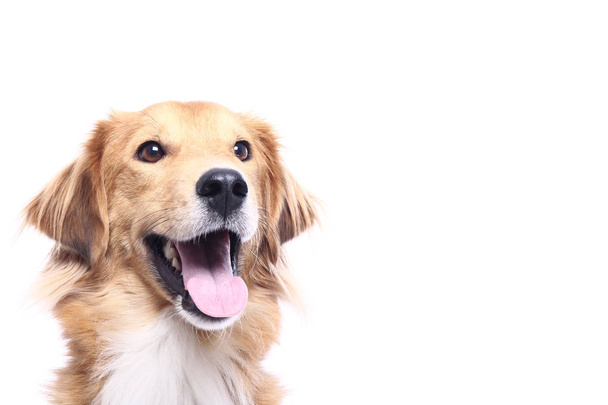 Beautiful dog in front of a white background - Foto, Bild
