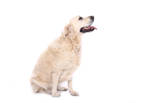Beautiful dog in front of a white background - Foto, immagini