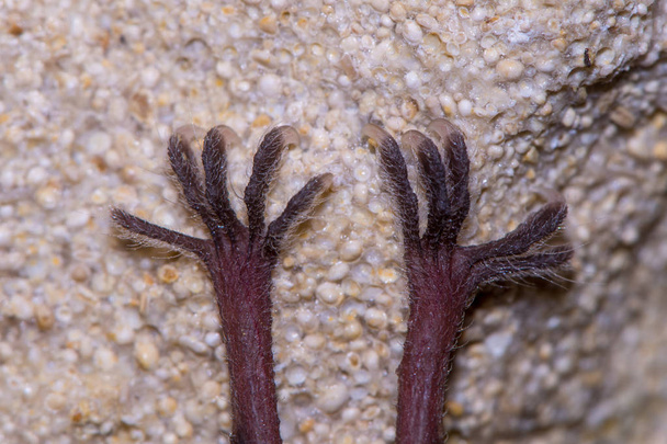 Pipistrello ferro di cavallo minore (Rhinolophus hipposideros) piedi
 - Foto, immagini