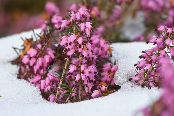 Rode heather (Erica sp.) bloei in de sneeuw - Foto, afbeelding