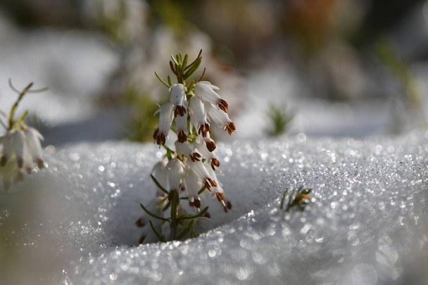 Heather (Erica sp.) bloei door sneeuw wit - Foto, afbeelding