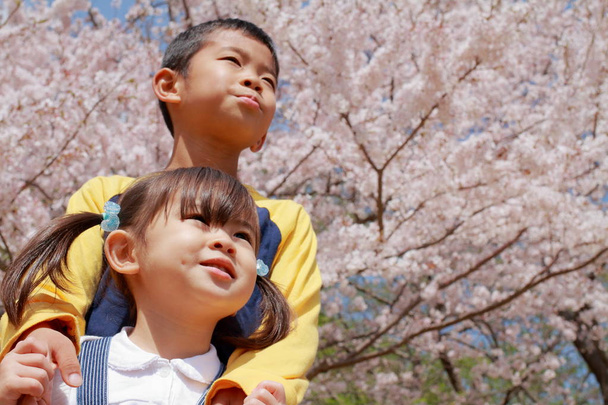 Irmão e irmã japonesa com flores de cereja (menino de 8 anos e menina de 3 anos)
) - Foto, Imagem