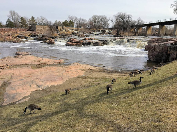 Canadian Geese in front of the Big Sioux River in Sioux Falls, South Dakota with views of wildlife, ruins, park paths, train track bridge, and city in the background - Photo, Image