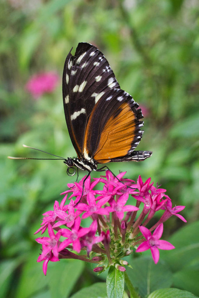 Close up van een prachtige vlinder 08 - Foto, afbeelding
