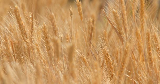 Golden wheat field close up - Photo, Image