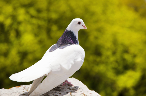 White dove the world - Fotografie, Obrázek