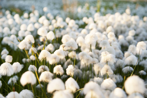 White fluffy arctic plant against blue sky background. - Fotoğraf, Görsel