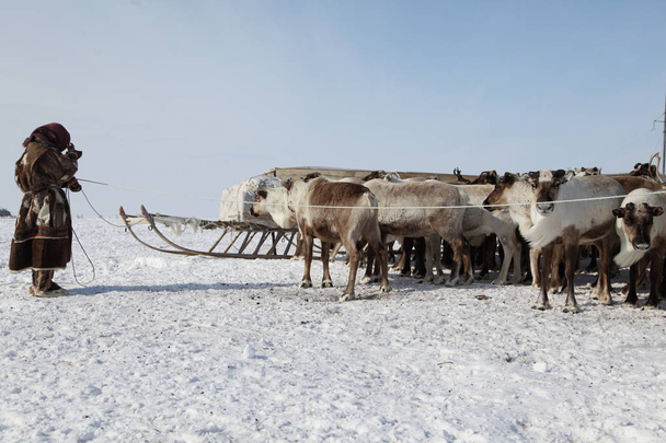 eine Herde Rentiere im Winter - Foto, Bild