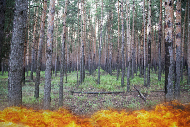 Le feu dans la forêt, le concept de protection de la forêt contre un incendie
 - Photo, image