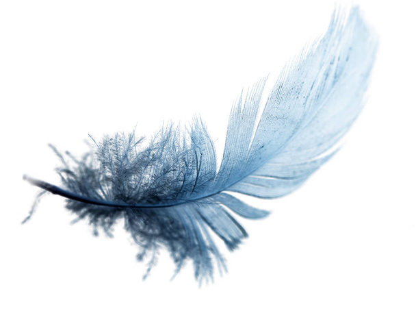 blue feather on a white background - Foto, immagini