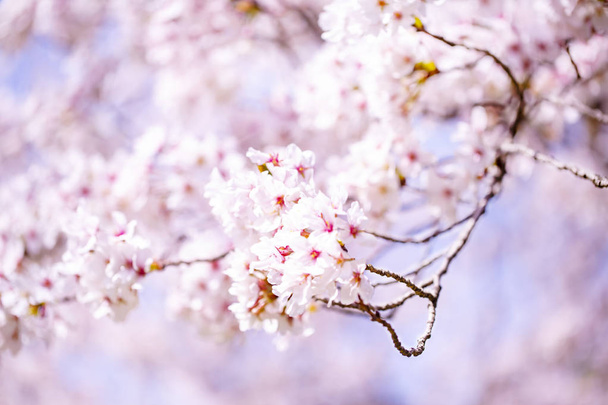 Beautiful cherry blossom sakura in spring time over sky.Cherry blossom in full bloom. - Zdjęcie, obraz