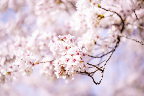 Beautiful cherry blossom sakura in spring time over blue sky.Cherry blossom in full bloom. - Foto, imagen
