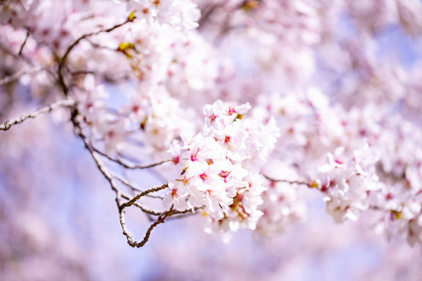 Beautiful cherry blossom sakura in spring time over sky.Cherry blossom in full bloom. - Foto, imagen