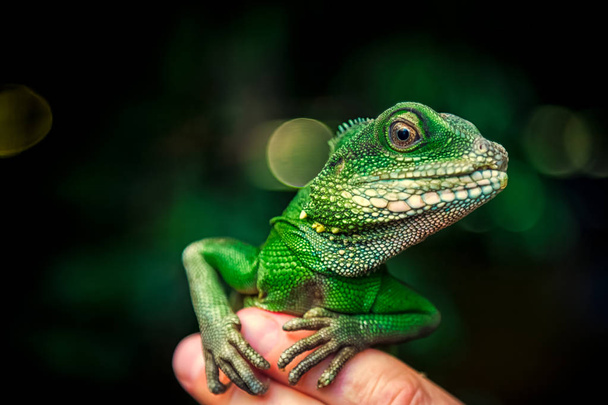 Крупный план зеленой красивой ящерицы или Lacertilia с большими черными глазами, сидящими на пальце
 - Фото, изображение
