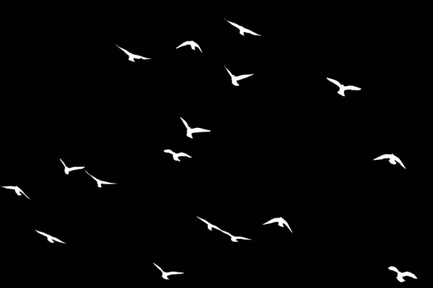 silueta de una bandada de aves sobre un fondo negro - Foto, Imagen