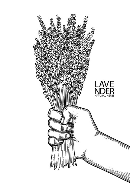 Grafische Hand mit Lavendelstrauß - Vektor, Bild