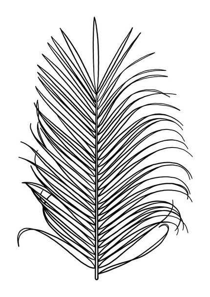 Foglia di palma grafica
 - Vettoriali, immagini