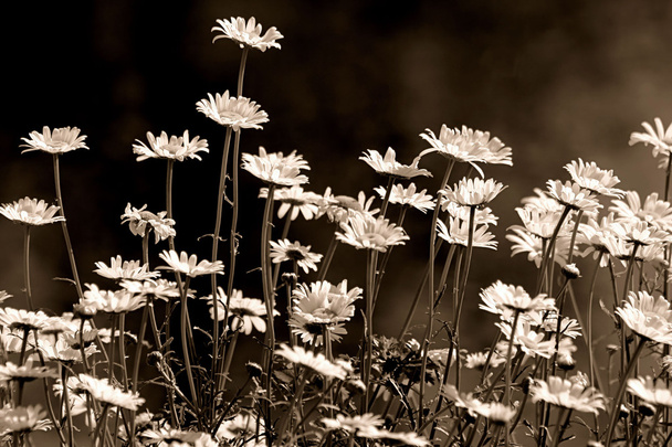 Field Of Daisies - Photo, Image