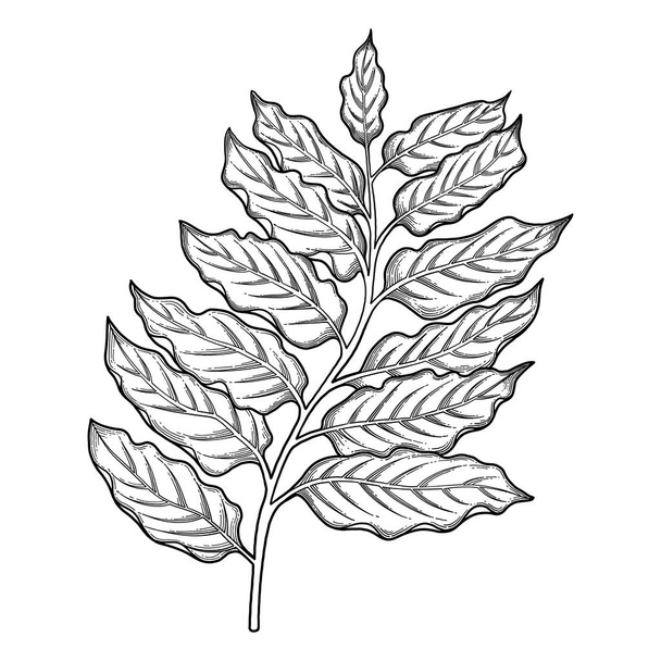 Graficzny ylang ylang liści - Wektor, obraz