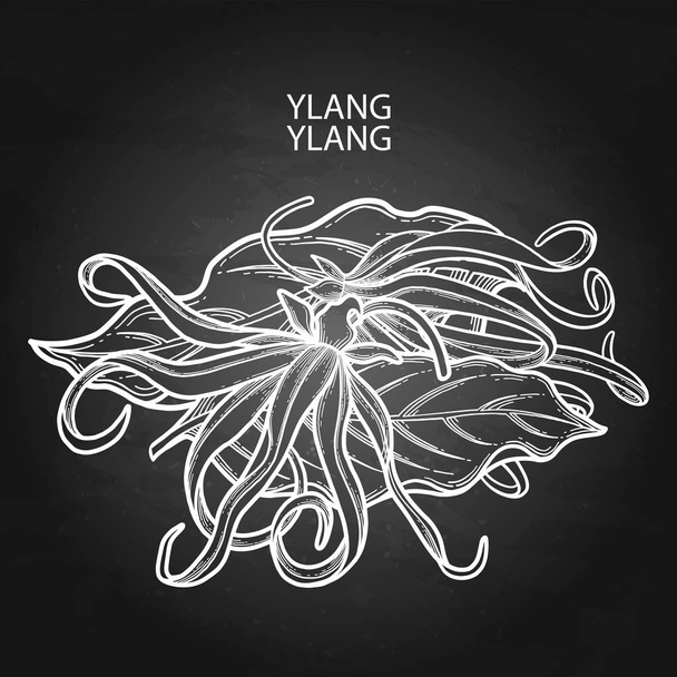 Design grafico ylang ylang
 - Vettoriali, immagini