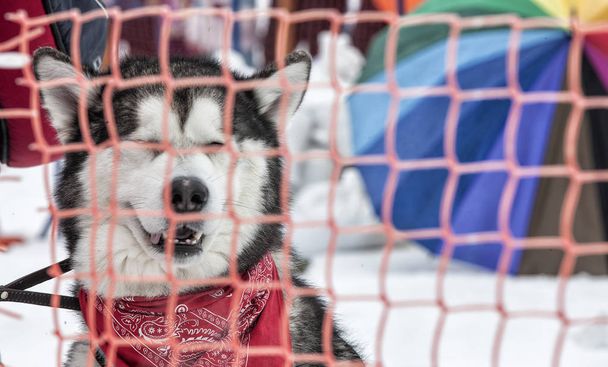 Siberian Husky vorne hinter dem roten Gitter. - Foto, Bild