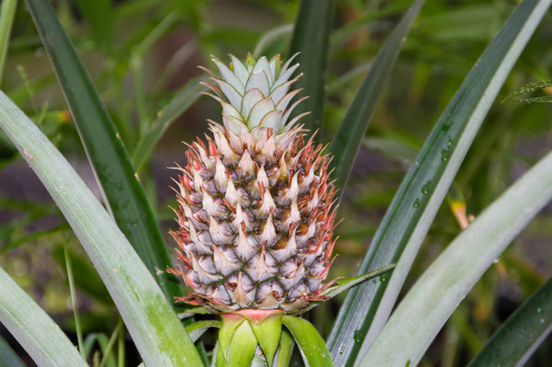 fresh pineapples in the organic garden plant - Photo, Image