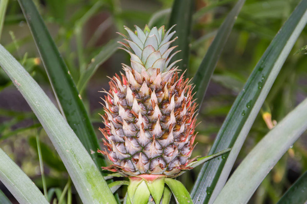 fresh pineapples in the organic garden plant - Foto, Bild